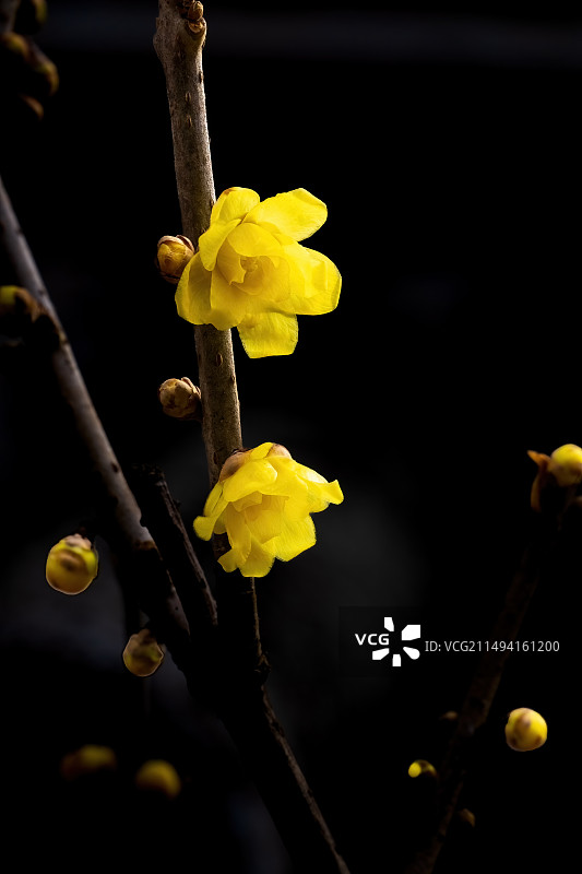 北京卧佛寺腊梅盛开图片素材