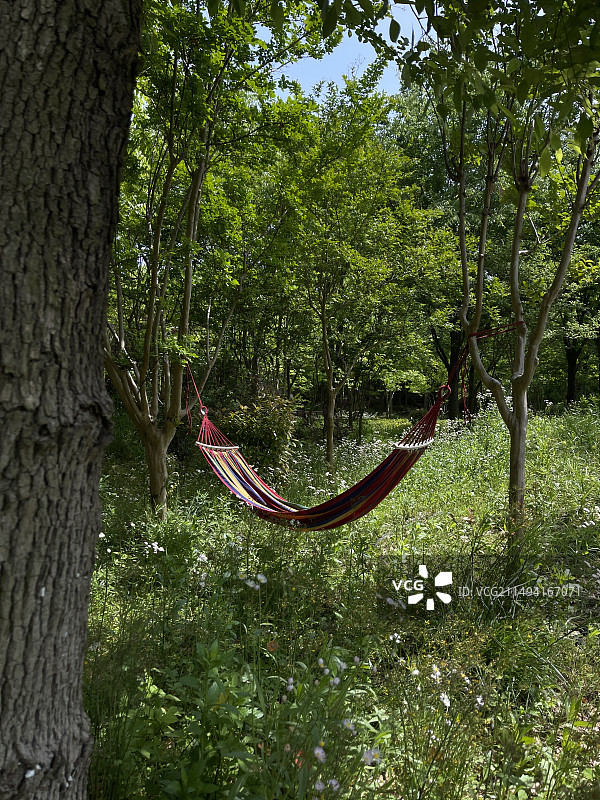 树林里的吊床图片素材