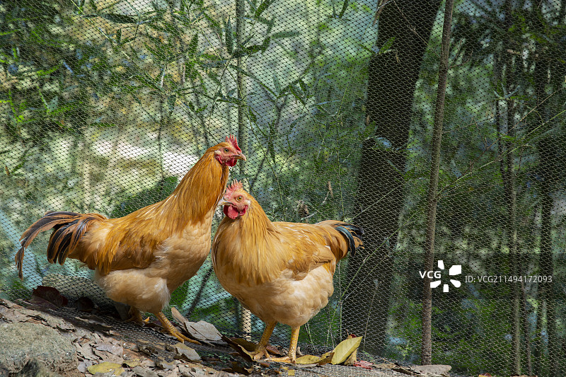 林地散养河田鸡走地鸡竹林山地图片素材