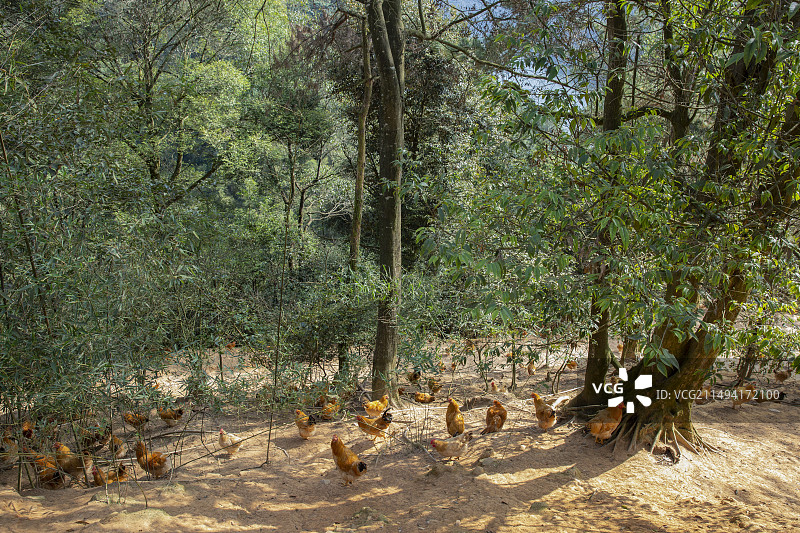 林地散养河田鸡走地鸡竹林山地图片素材