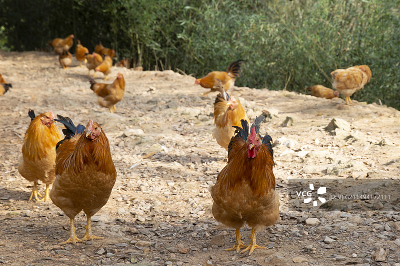 林地散养河田鸡走地鸡竹林山地图片素材