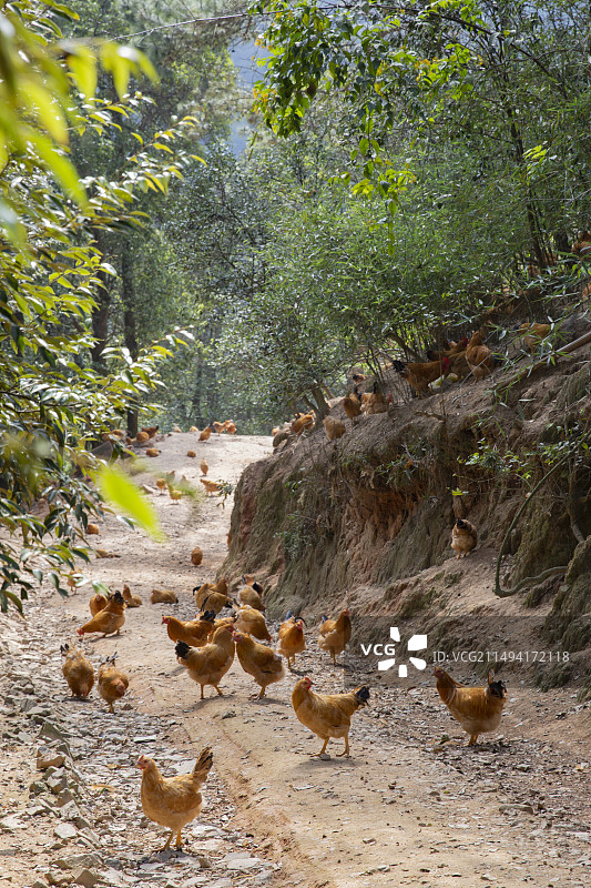 林地散养河田鸡走地鸡竹林山地图片素材