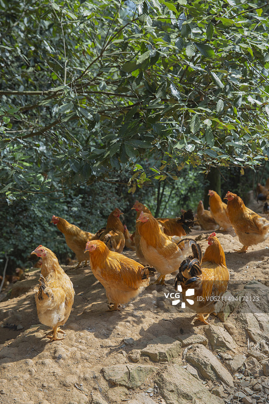 林地散养河田鸡走地鸡竹林山地图片素材