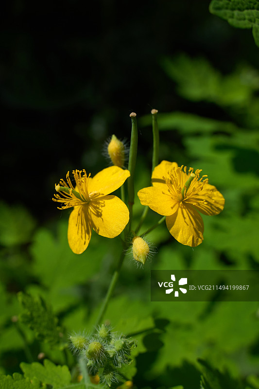 白屈菜（断肠草）图片素材