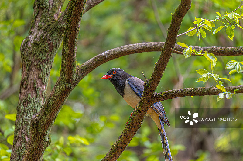 红嘴蓝鹊图片素材