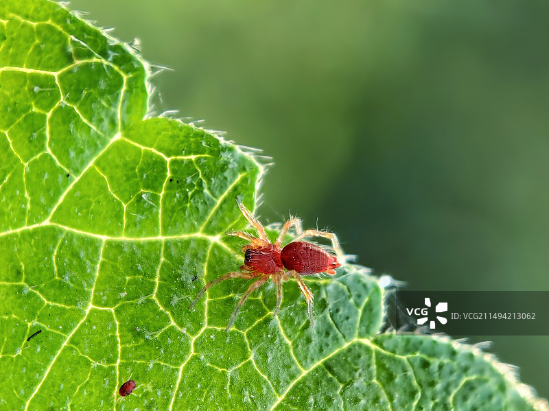 小小红蜘蛛图片素材