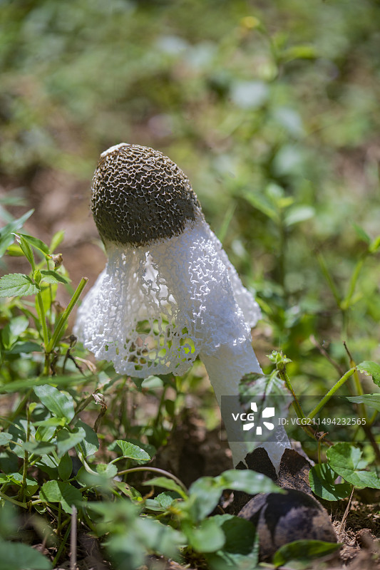 竹林野生竹荪野生菌图片素材