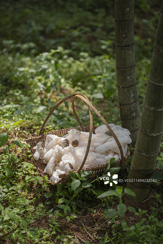 竹林野生竹荪野生菌图片素材