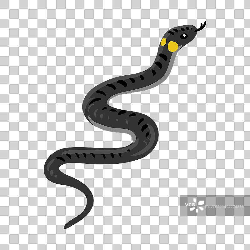 环蛇画图片素材