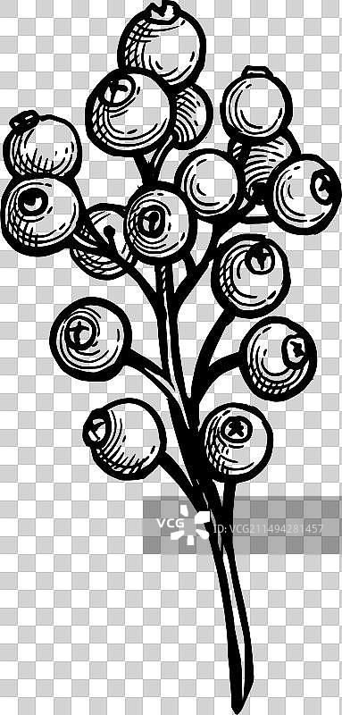 多香果墨水草图图片素材