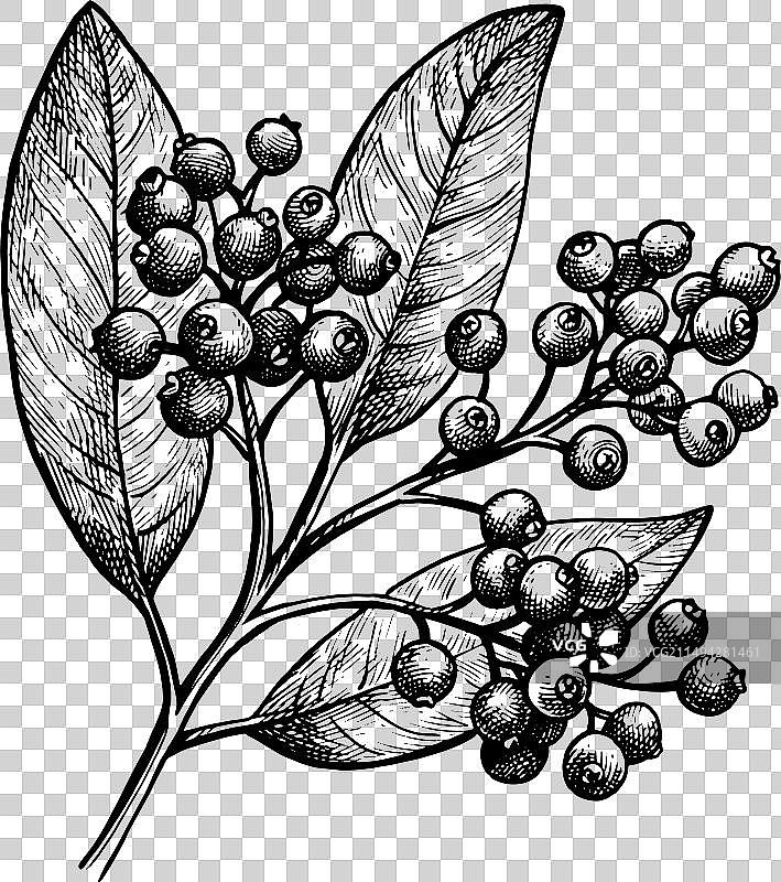 多香果树枝墨水素描图片素材