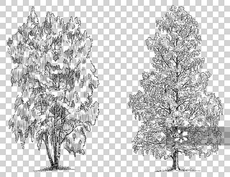 白桦树素描图片素材