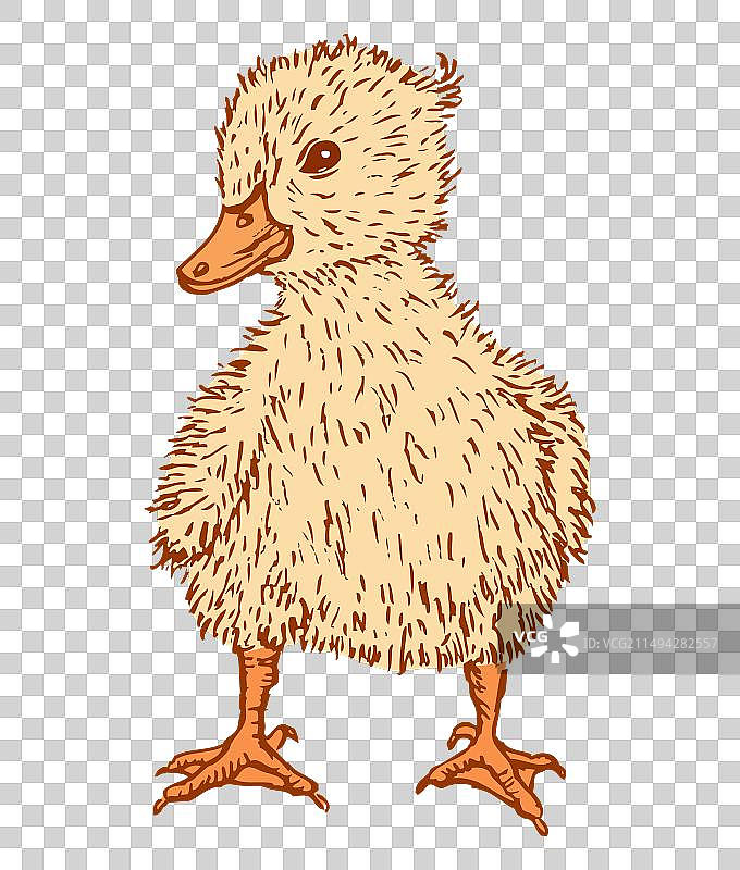 新生小鸭图片素材