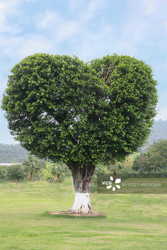 海岸公园的爱心树图片素材