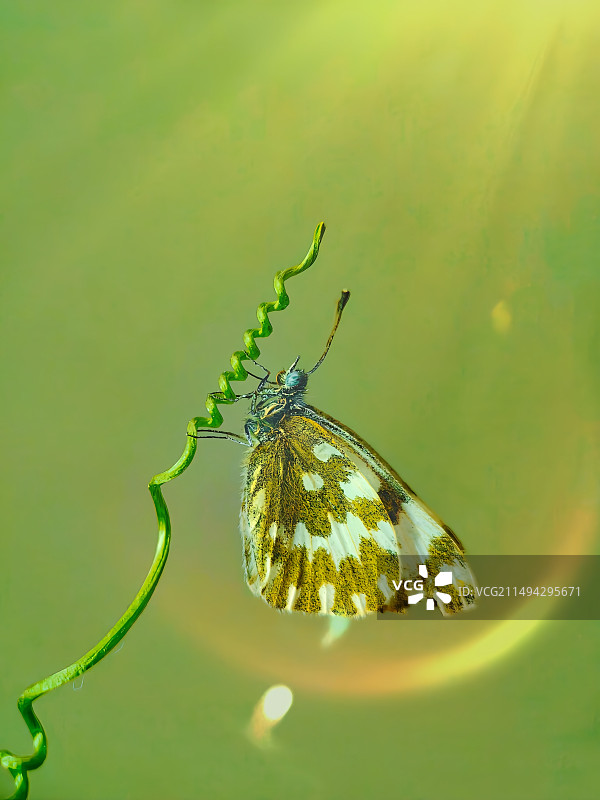 植物上蝴蝶特写镜头图片素材