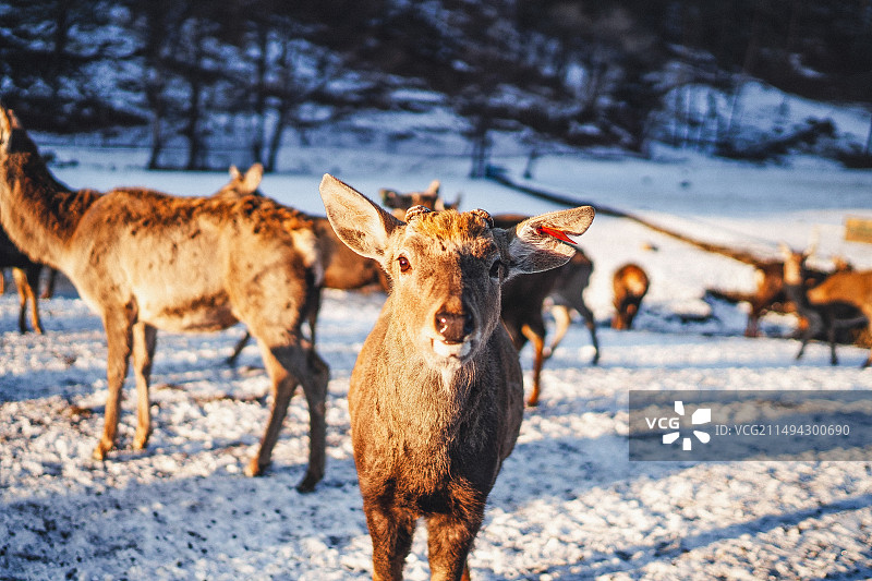 伊春金山鹿苑图片素材