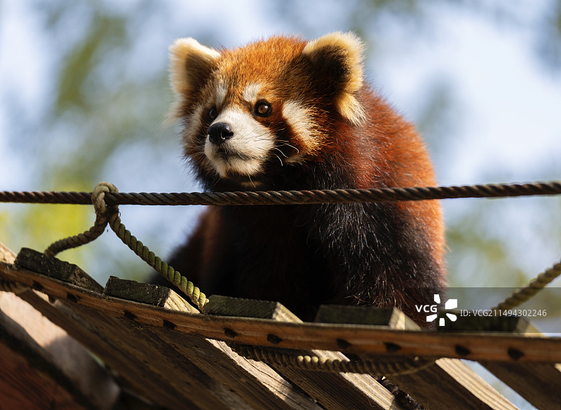 小熊猫特写镜头图片素材