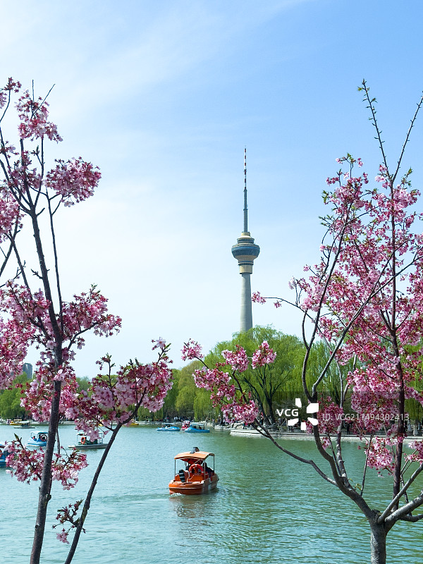 樱花下的图片素材