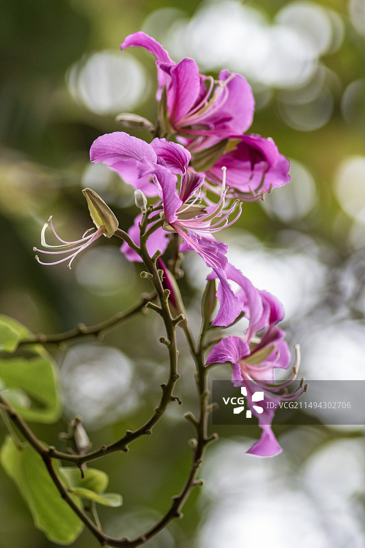 妖娆紫荆2图片素材
