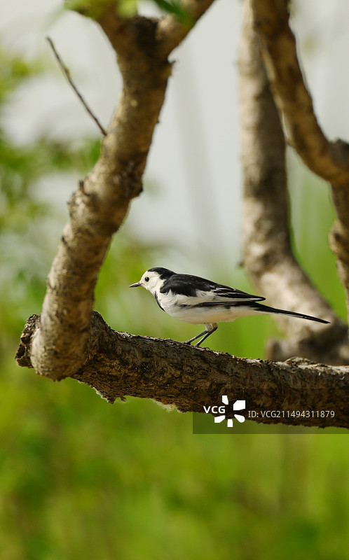 白鹡鸰图片素材