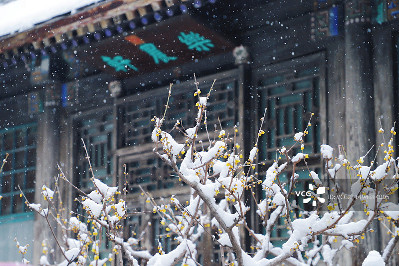 颐和园雪后腊梅盛开图片素材