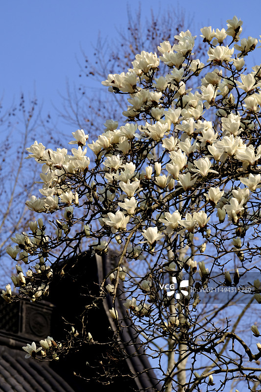 春天的玉兰花树图片素材