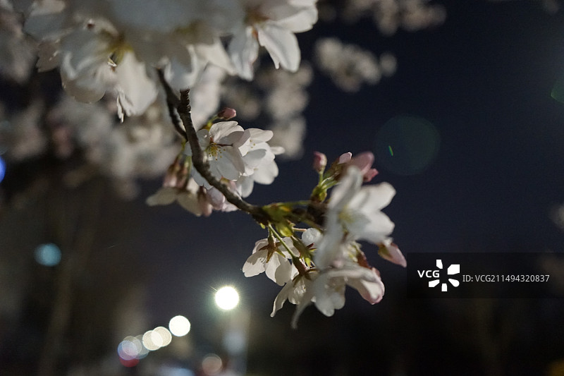 夜晚的樱花图片素材
