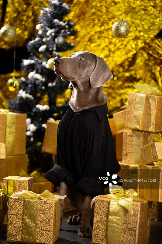 威玛内景写真图片素材