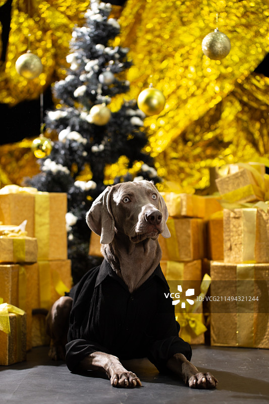 威玛内景写真图片素材