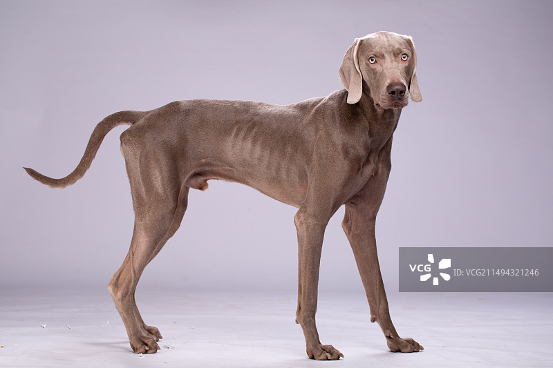 威玛内景写真图片素材