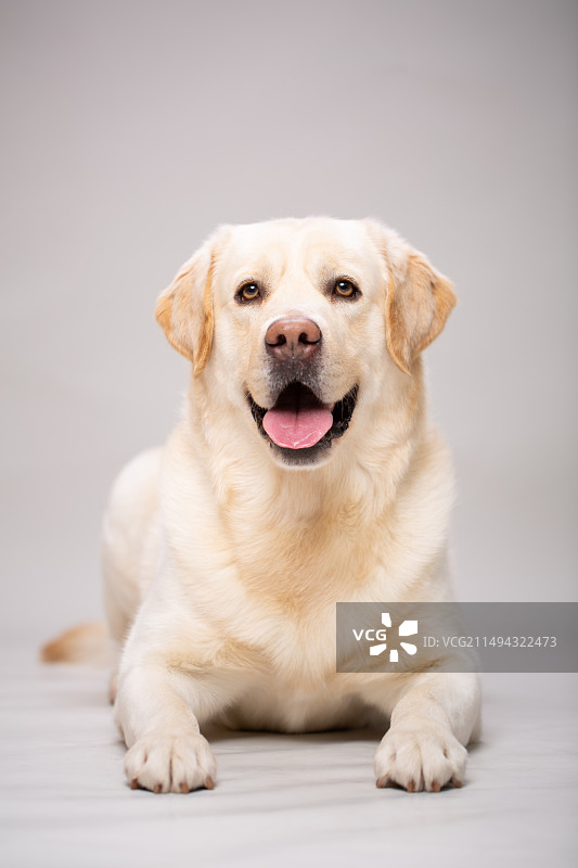 可爱的拉布拉多内景写真图片素材