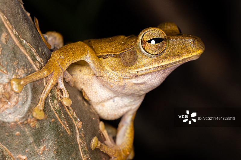 夜色下的树蛙图片素材