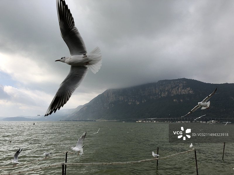 昆明滇池海埂大坝上飞翔的海鸥红嘴鸥图片素材