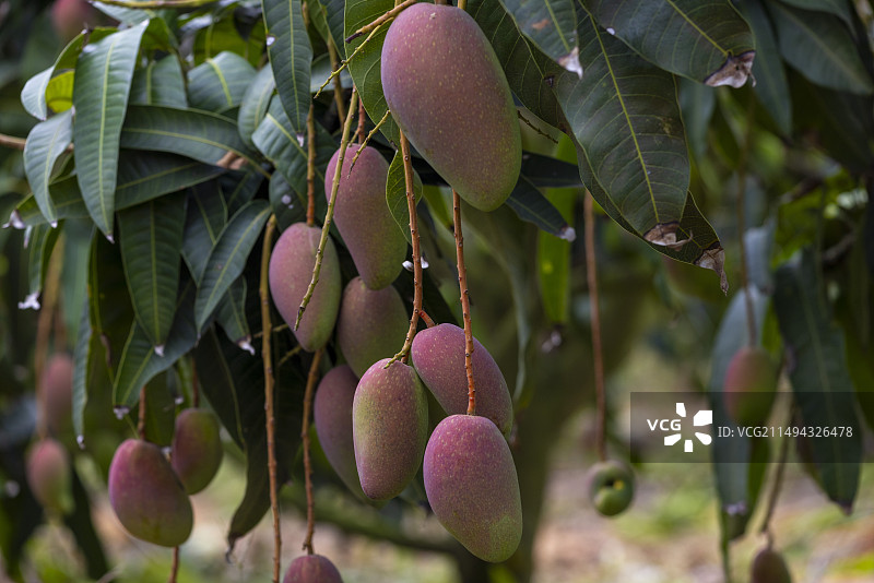海南芒果果园彩芒果图片素材