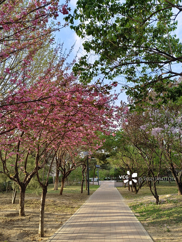 公园里的樱花树图片素材
