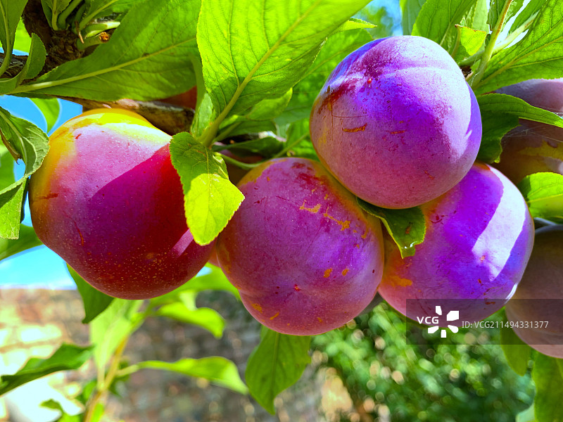 紫李特写镜头图片素材