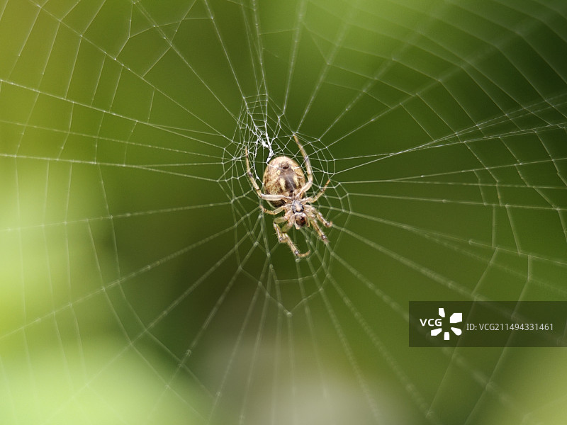 蜘蛛图片素材