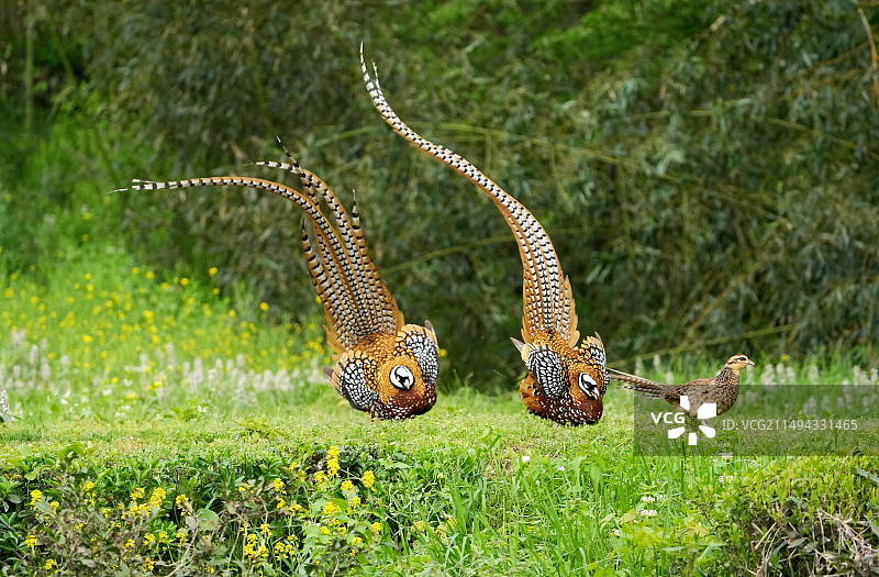 双雄争艳图片素材