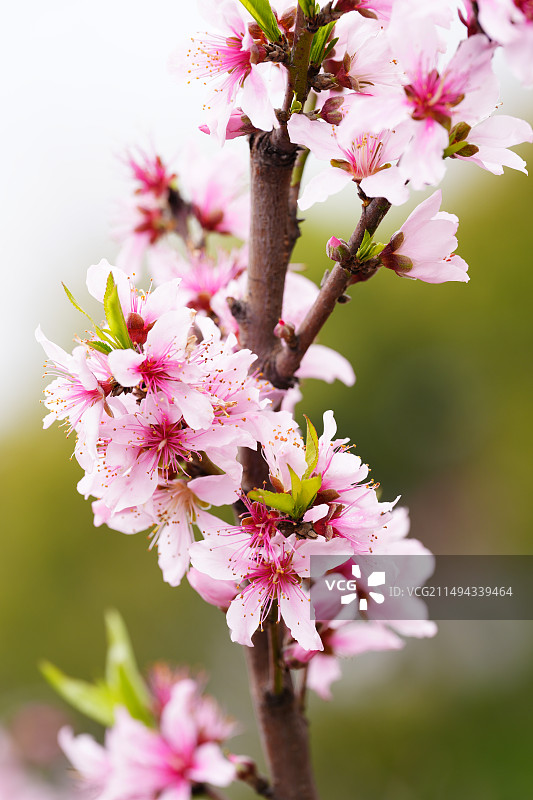 春色满园，春暖花开，春意盎然。图片素材
