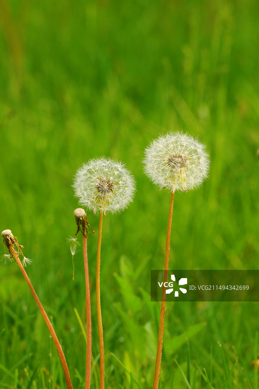 蒲公英图片素材