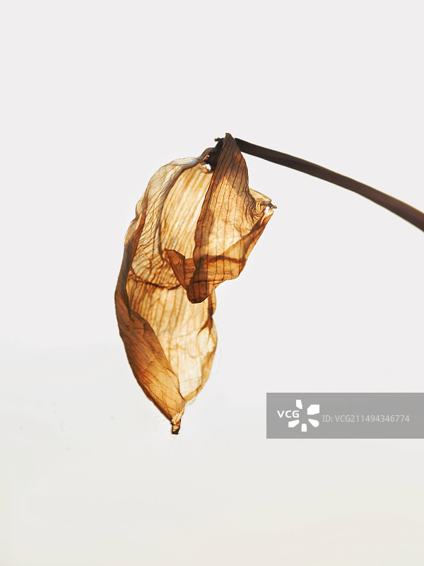 曾经是朵花图片素材