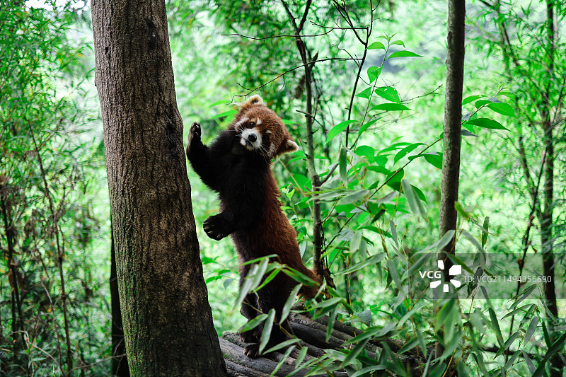 熊猫谷小熊猫图片素材