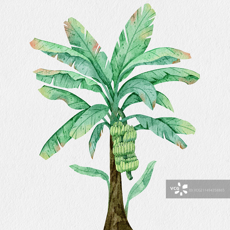 水彩香蕉树插画图片素材