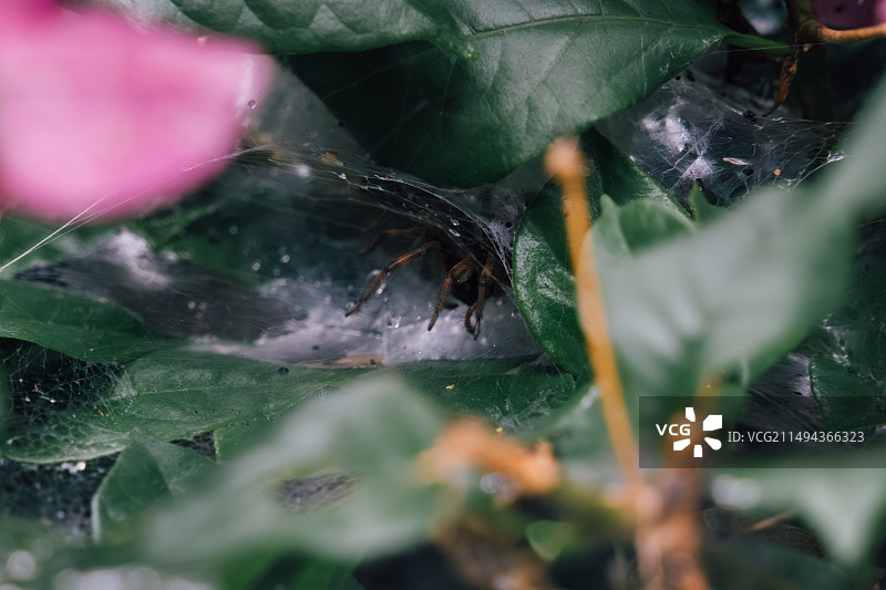 躲在巢穴里的蜘蛛图片素材