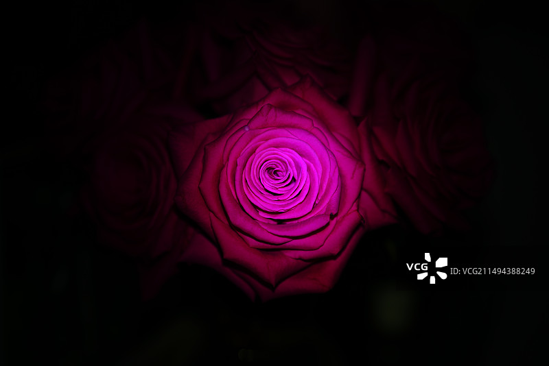 弗洛伊德玫瑰花特写图片素材