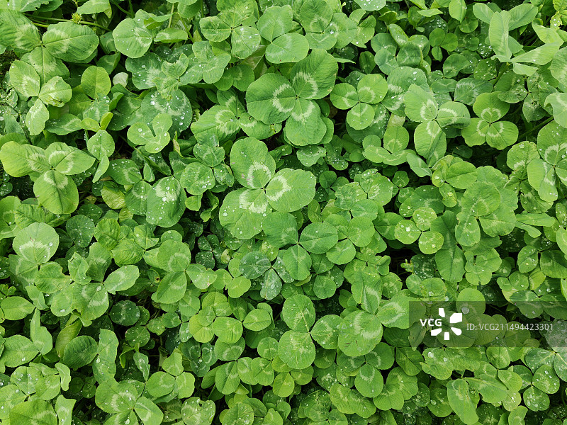 白车轴草图片素材