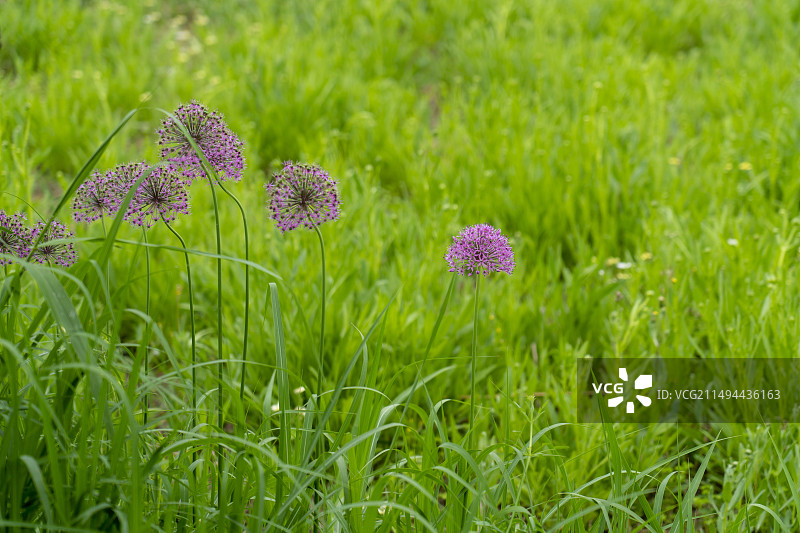 泰山花海春满园图片素材