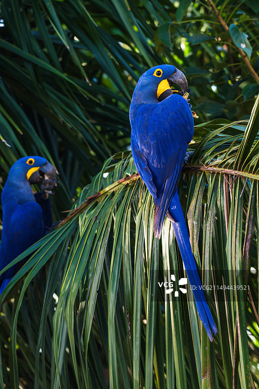 潘塔纳尔湿地中的 濒危物种 蓝紫金刚鹦鹉图片素材
