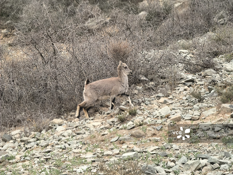宁夏银川贺兰山的野生岩羊图片素材