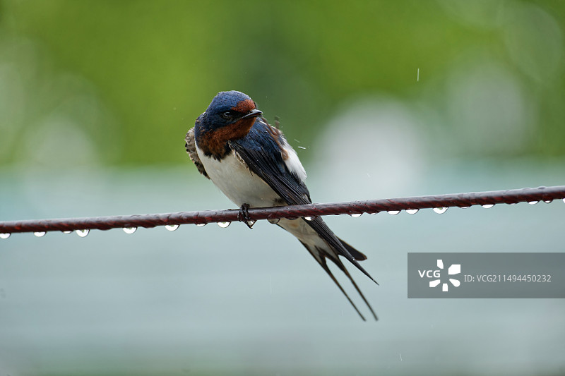在雨中停留在电线上的燕子图片素材